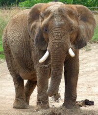 Elephant