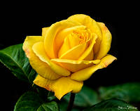 Yellow Rose