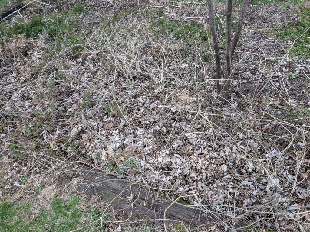Poison ivy and volunteer tree